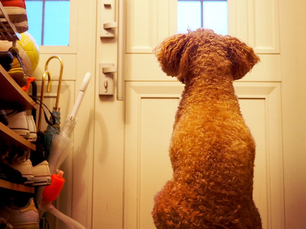 犬が玄関から離れないときの心理