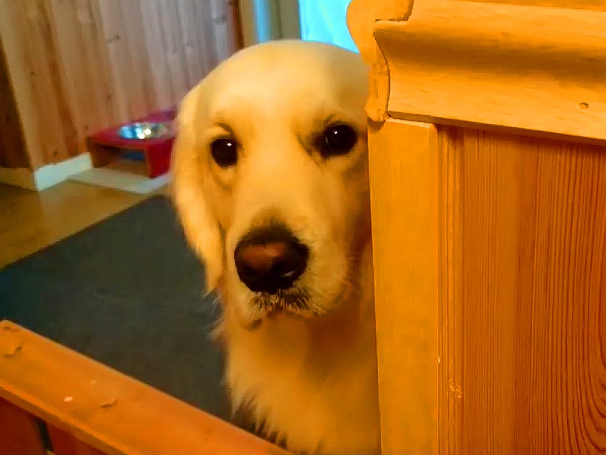 朝、ヨーグルトを食べ始めると大型犬の視線を感じて…あまりにも圧が強い『まさかの行動』が話題「人間にしか見えない」「パパの負けだね」