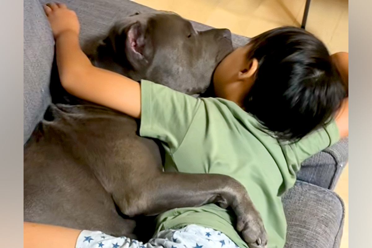 お風呂から上がったら、ソファで『息子と大型犬』が一緒に寝ていて…とんでもなく尊い光景が300万再生「最強ボディガード」「可愛い世界」