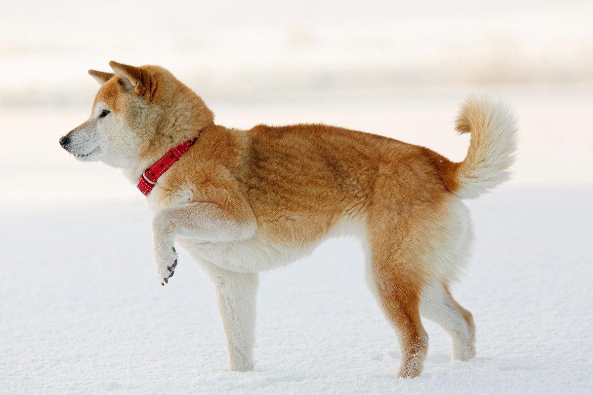 愛犬が『片足を浮かせたままにする』4つの理由とは？　その心理や原因に「痛がっているのか見極めるのが重要」