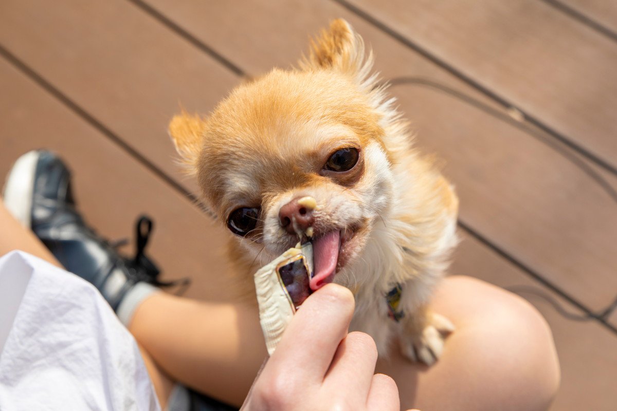 犬におやつを与えすぎるのはいけない？生じる4つの悪影響やリスク、食べさせてもいい量の目安まで解説