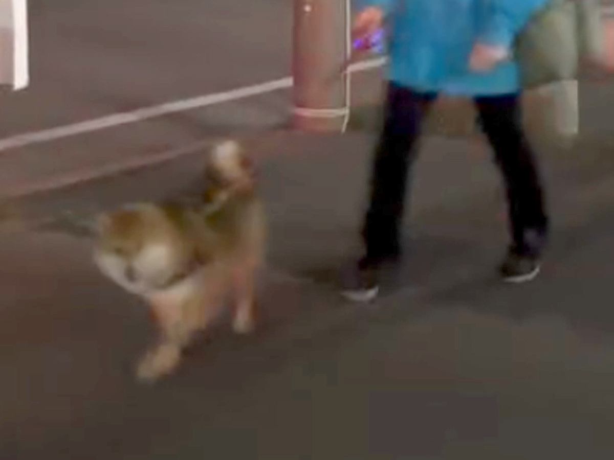 夜道を散歩する犬→他人のフリをして通り過ぎるドッキリを決行した結果…まさかの『可愛すぎる反応』に悶絶「お顔がたまらん」と5万再生