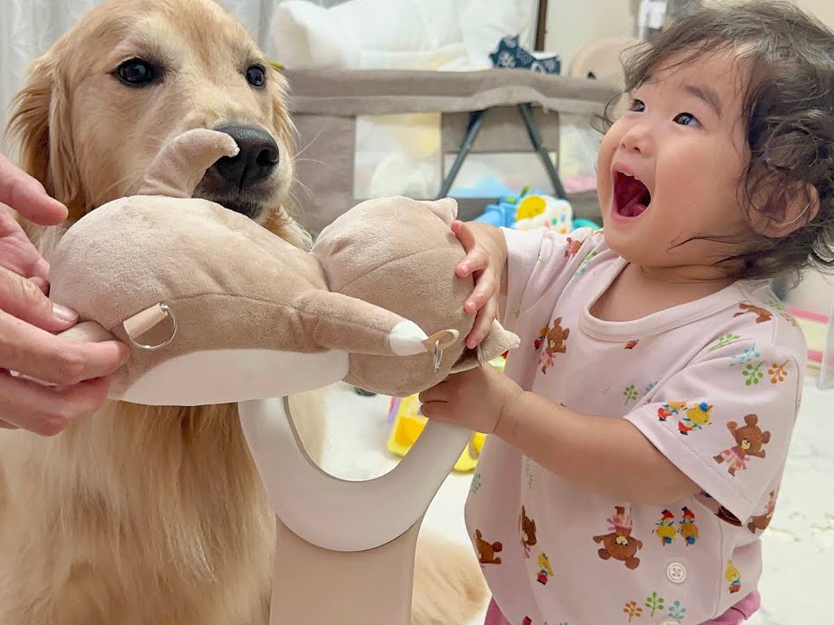 『豆柴が1歳の女の子のおもちゃを取った』と勘違いした大型犬→本当のお姉ちゃんのような『尊い行動』が27万再生「頭よすぎませんか？」と反響
