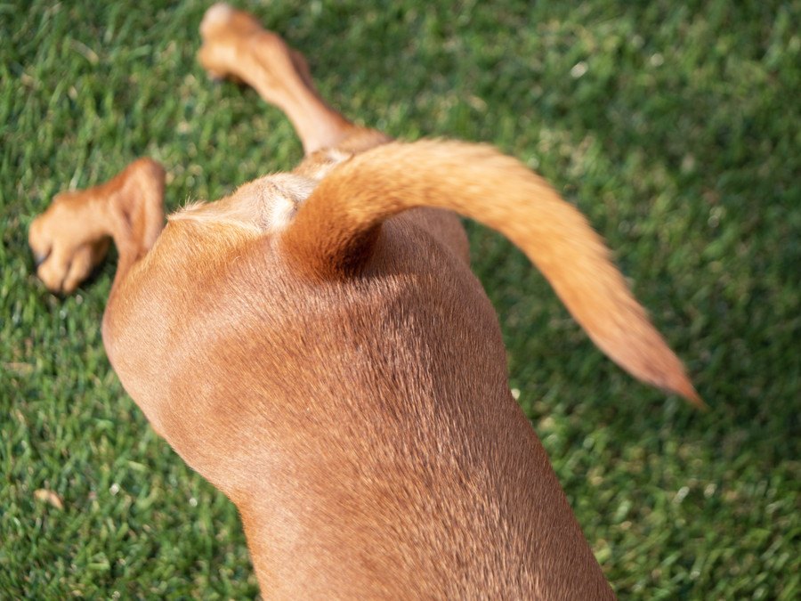 犬が尻尾を触られた時に思っていること２選！実は嫌がってるかも…？