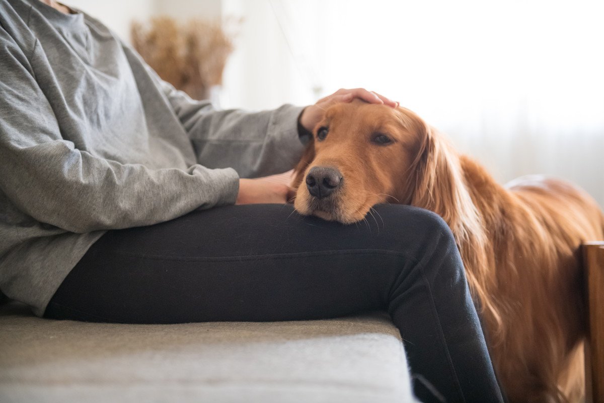 犬が飼い主に近づいてくる6つの心理とは？あなたのそばにいたい時、愛犬はこんな行動を取っている