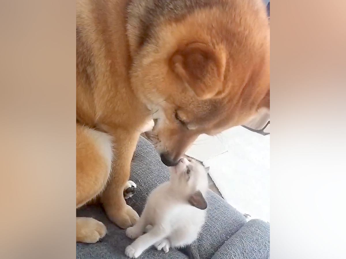 茂みで見つけた『捨てられた双子の子猫』→保護して10日後、一緒に暮らす犬が…親子のような『尊いボディガード』が30万再生「優しい世界」