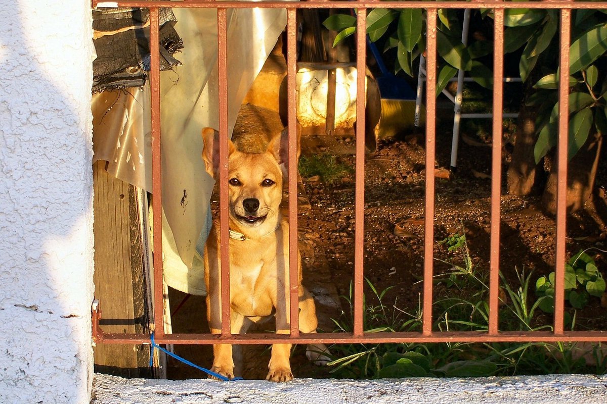 愛犬のお留守番のストレスを軽くしてあげよう！飼い主にできる５つのこと