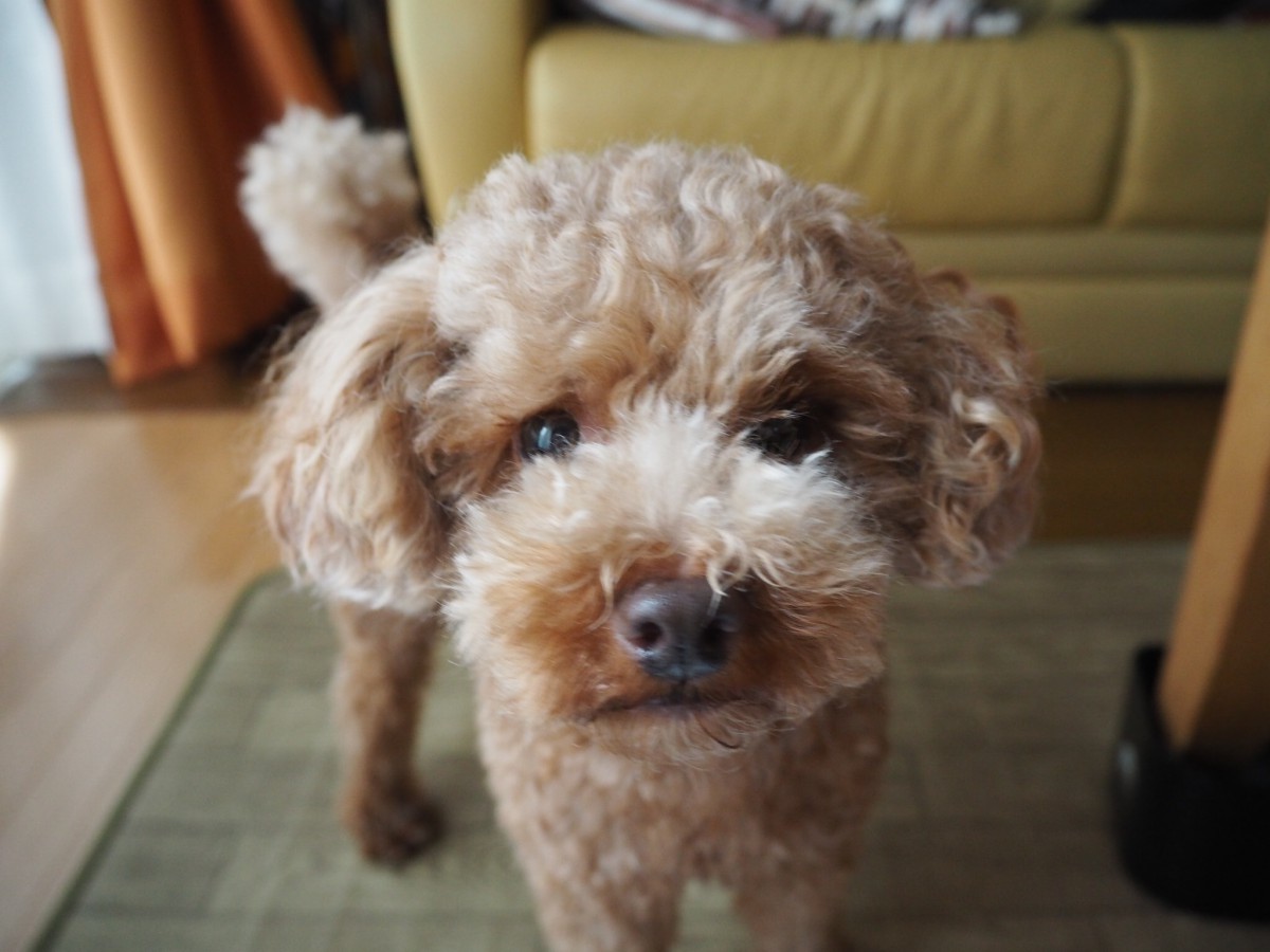 叱った時の態度でわかる犬の心理