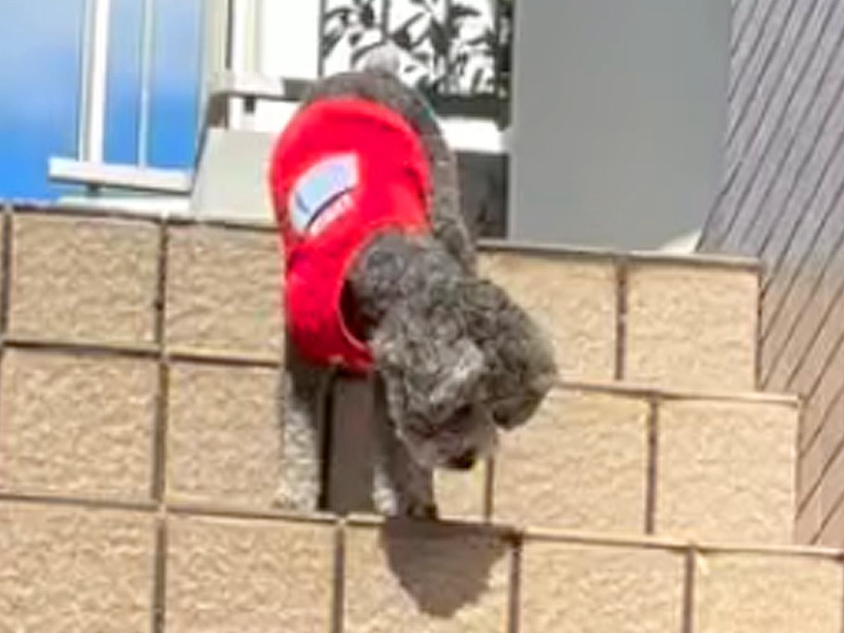 『生まれつき目の見えない犬』がお母さんの後を追いかけて…階段で見せた『一生懸命な光景』が16万再生「あかん、泣ける」「頑張れって声出た」