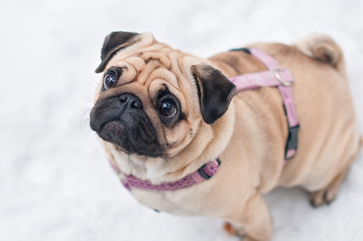 犬がすぐに座りこんでしまう原因3選！考えられる病気とは