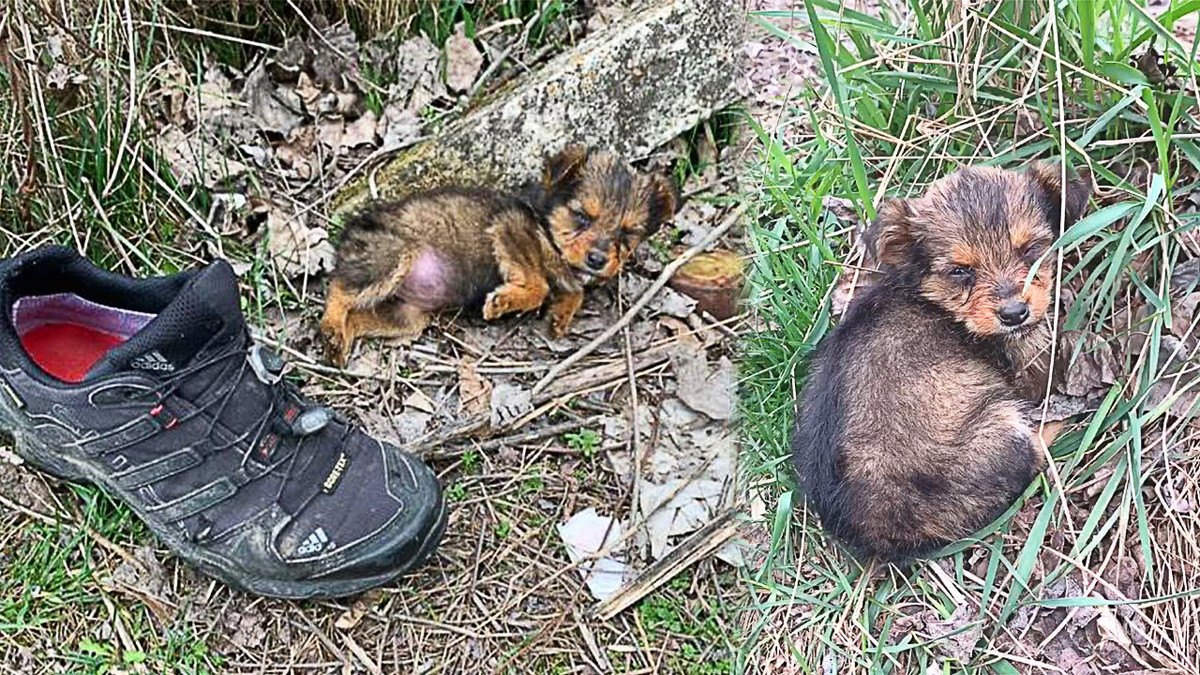 『捨てられた靴』に寄り添って眠る子犬をレスキュー！