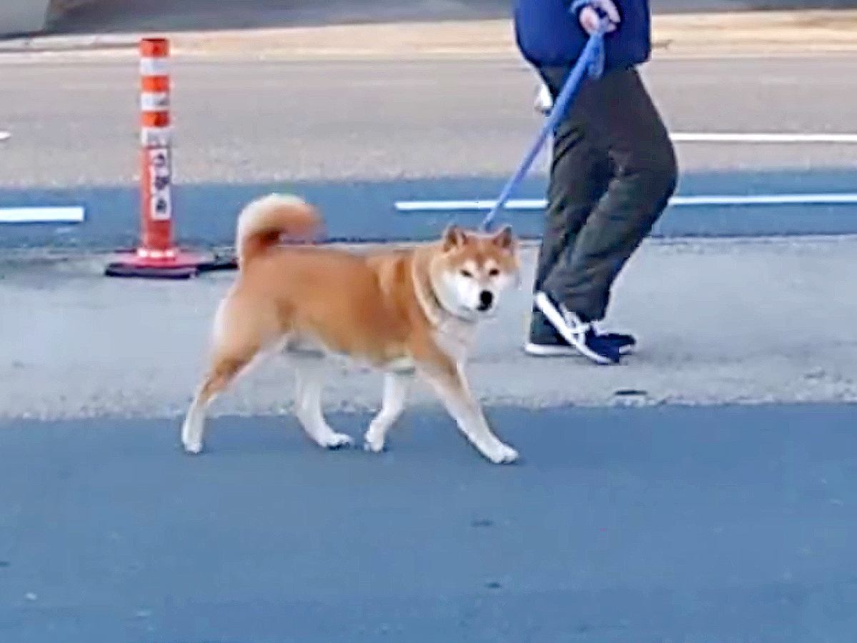 犬の散歩中に『待ち伏せドッキリ』仕掛けた結果…予想外の展開が可愛すぎると41万再生「めっちゃ見てて草」「ママ気付いてないの笑う」と爆笑