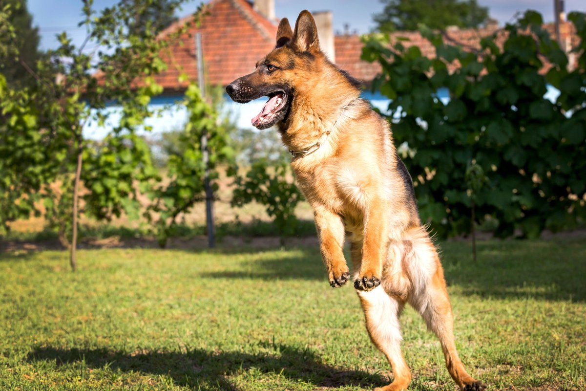 すぐ興奮しちゃうわんこは要注意！犬の過活動について