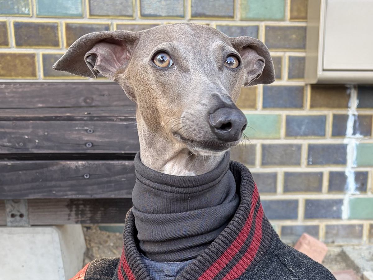 犬が寒そうだったので『人間の上着』を羽織らせた結果→まさかの『カッコ良すぎる姿』に2万いいね集まる「想像以上だったｗ」「オシャレ男子」