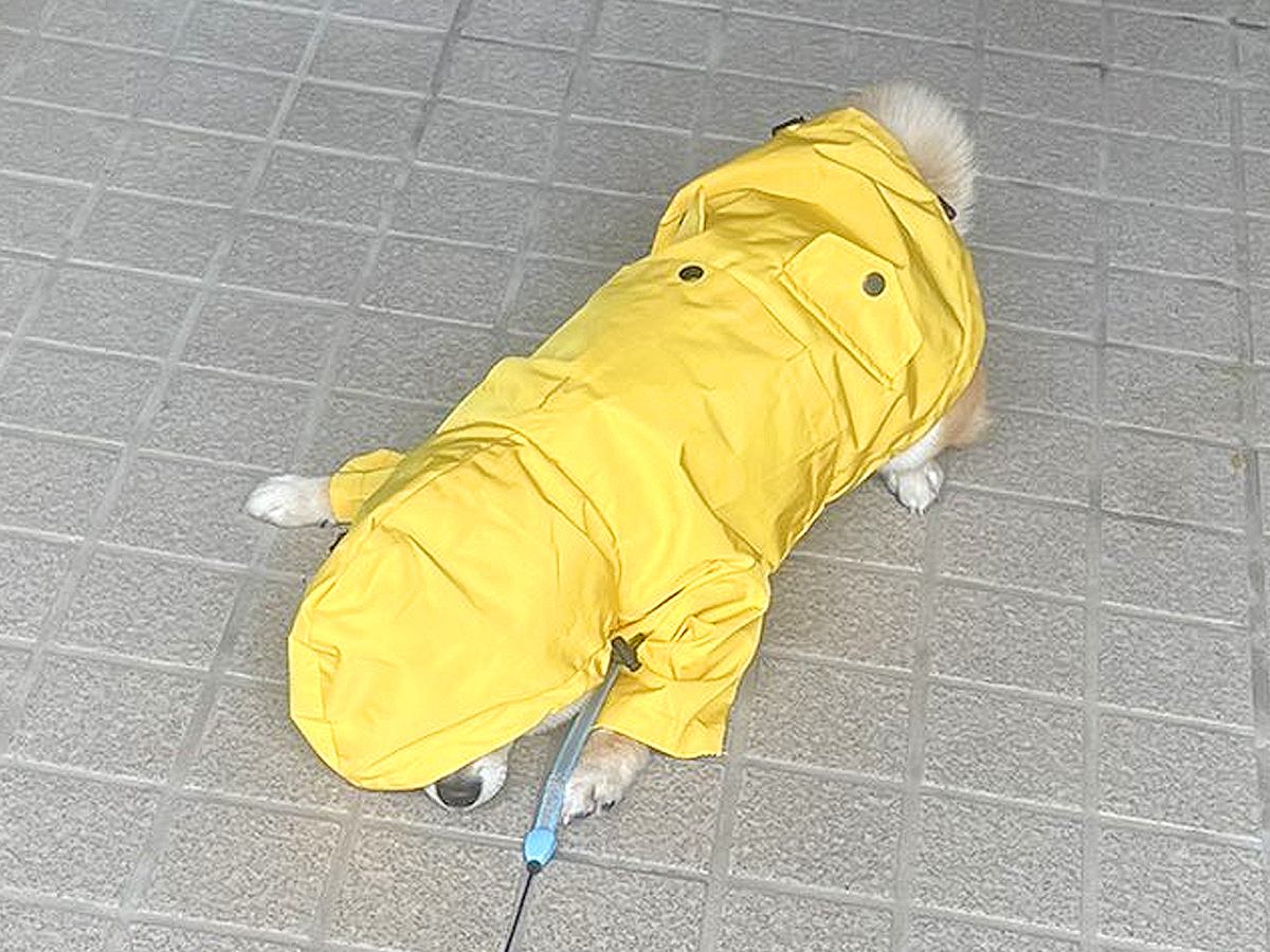 雨の日、犬にカッパを着せた結果…まさかの『絶対散歩に行きたくない』と抵抗する姿が108万表示「人間の子供かとｗ」「可愛すぎる」の声