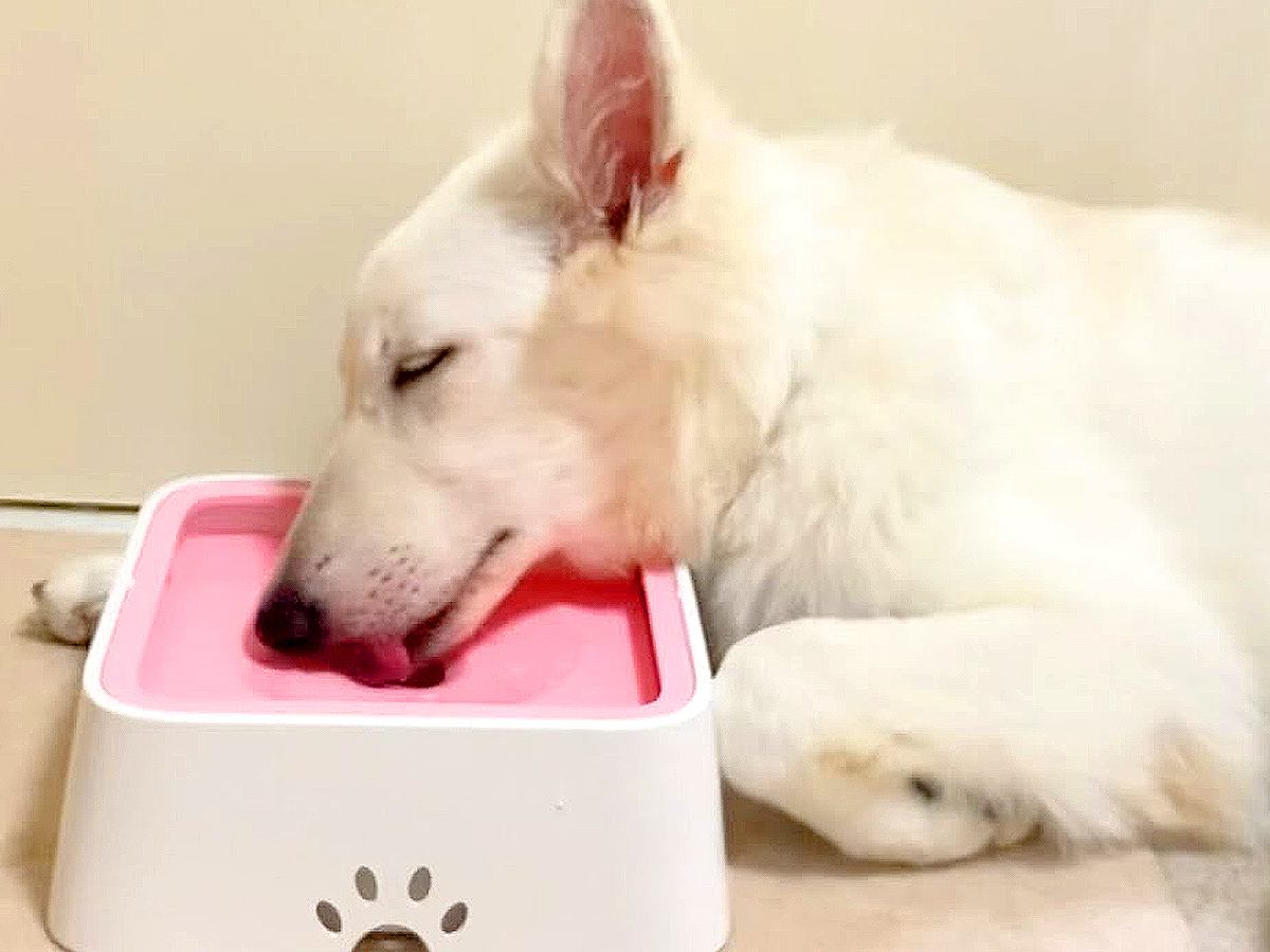 大型犬が水を飲んでいると思ったら…まさかの『そのまま寝落ちする姿』が可愛すぎると67万再生「そこで？？」「限界だったのねｗ」と爆笑の声