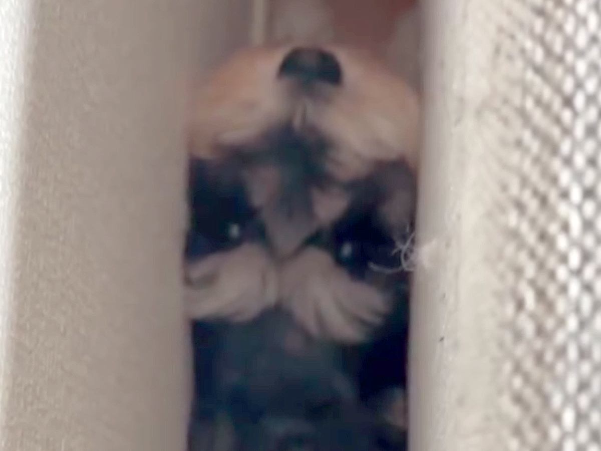 犬が家の中で行方不明に…探し回った結果→まさかの『マヌケすぎる結末』が27万再生「申し訳ないけど笑ったｗ」「フィットしてて草」と爆笑