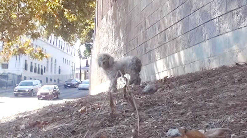 高速道路の脇をうろつく犬のレスキュー。どうか飛び出さないで！