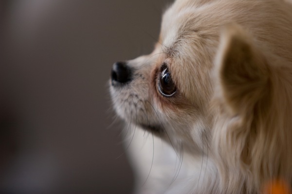 犬を飼いたい！家に迎える前に知っておいてほしいこと