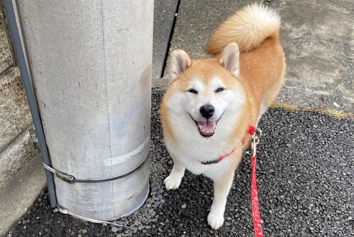 【話題】後光が差しそうなほど眩しい柴犬さんの笑顔に思わずにっこり