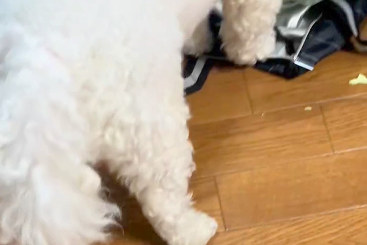 やけに静かな犬→『おかしいな』と思って見てみたら…怒るに怒れない『まさかの光景』に反響「ダメでしたか？って顔ｗ」「可愛いから許しちゃう」