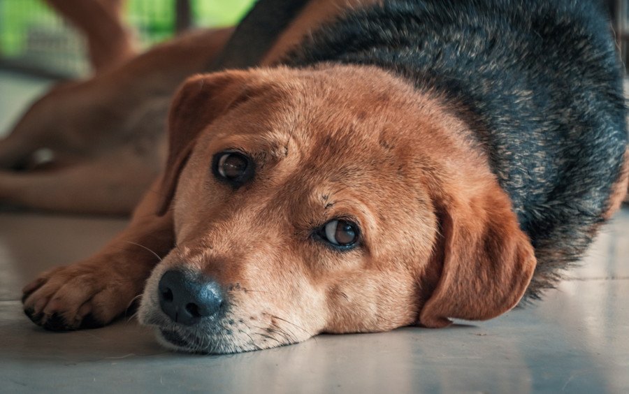 犬が『クッシング症候群』になっている時の初期症状６選