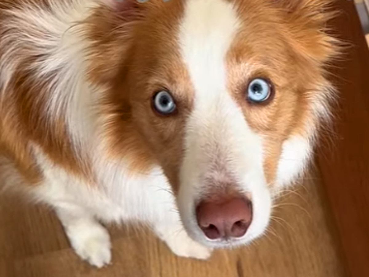 『世界一IQが高い犬』と暮らした結果→困難を乗り越えて…驚きの『完全に意思疎通する光景』が105万再生「空いた口塞がらん」「凄すぎ」
