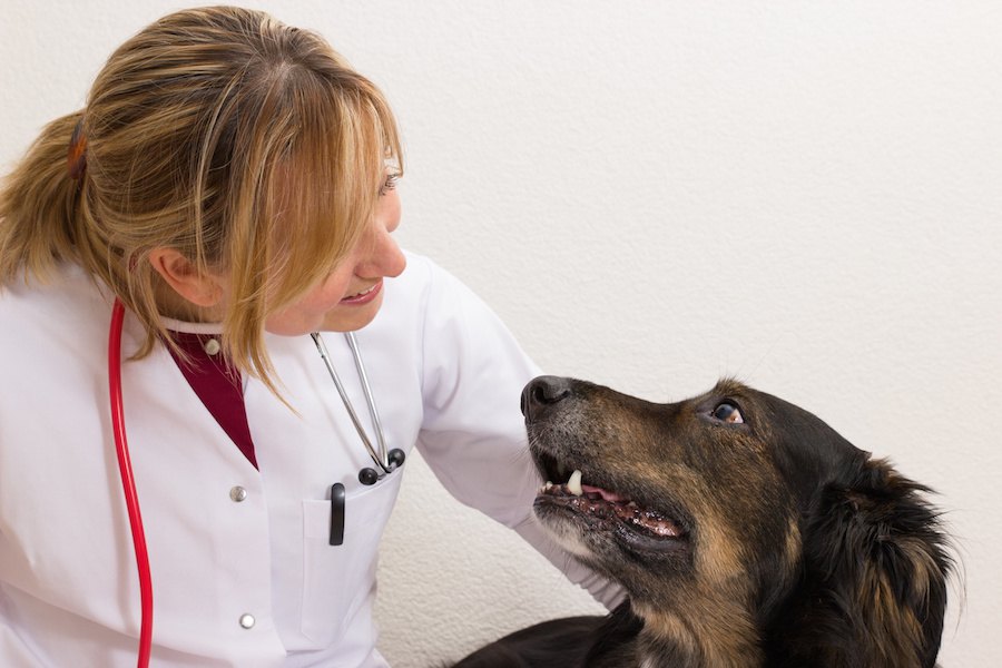 花火大会や雷の季節に備えて、愛犬のために知っておきたいこと