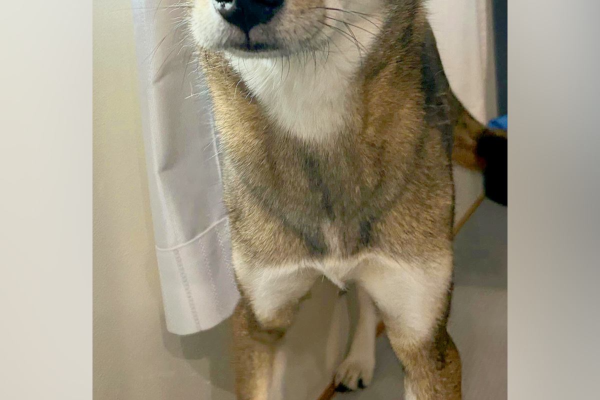 犬の前で『巨大なオナラ』をしてしまった飼い主→ふと顔を覗くと…人間のような『表情』の一枚に反響「眉毛がｗｗ」「体の心配をしてるのかも」