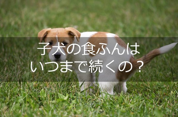 子犬の食糞はいつまで続くの？原因とやめさせるための対処法とは