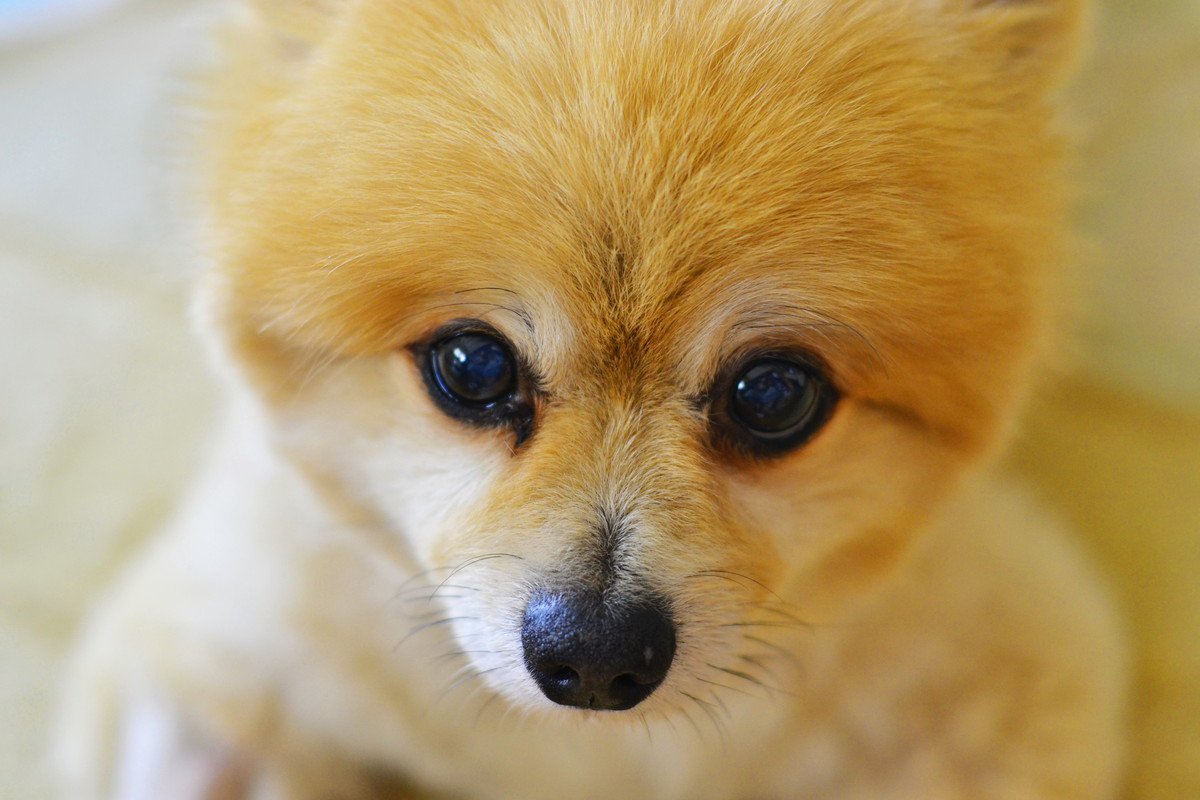 あなたは気付いてる？犬が飼い主に何かを伝えている時の仕草や行動4選