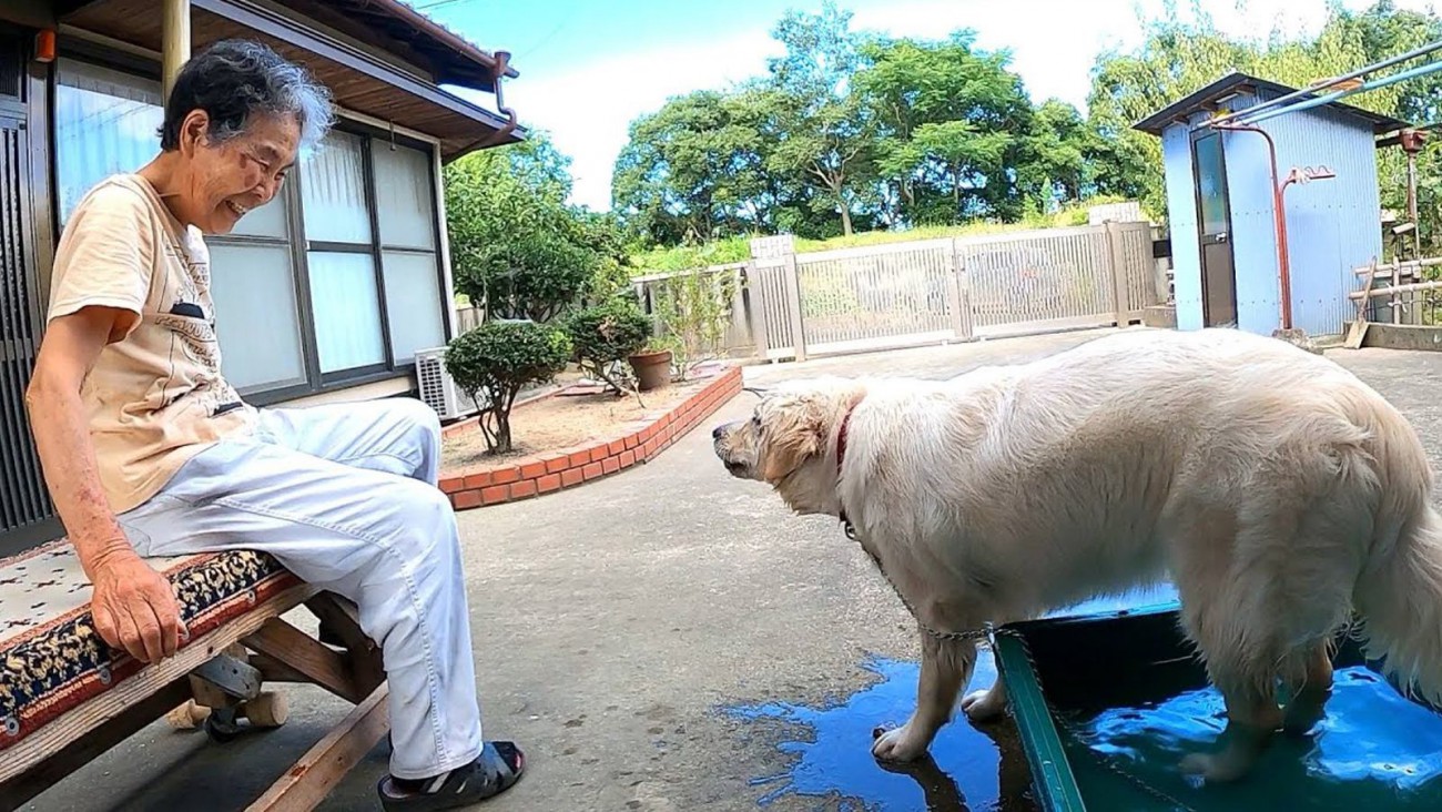 子犬がおばあちゃんと水遊びをした結果…驚きの行動が11万7000再生「先代犬と同じ遊びするの感慨深い」「おばあちゃんも嬉しそう」と絶賛