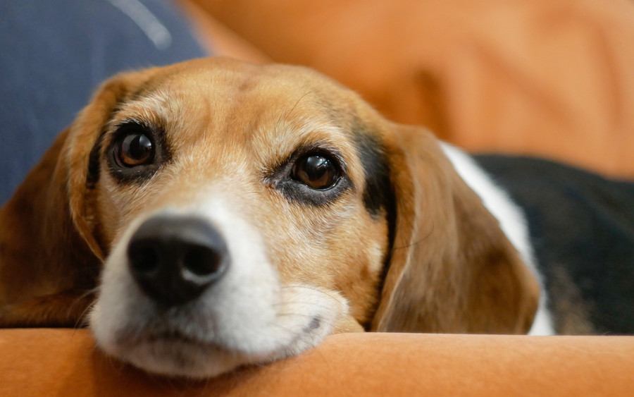 みやぞんの犬は保護したビーグル？テレビでも紹介されたかわいい愛犬ラブを紹介！