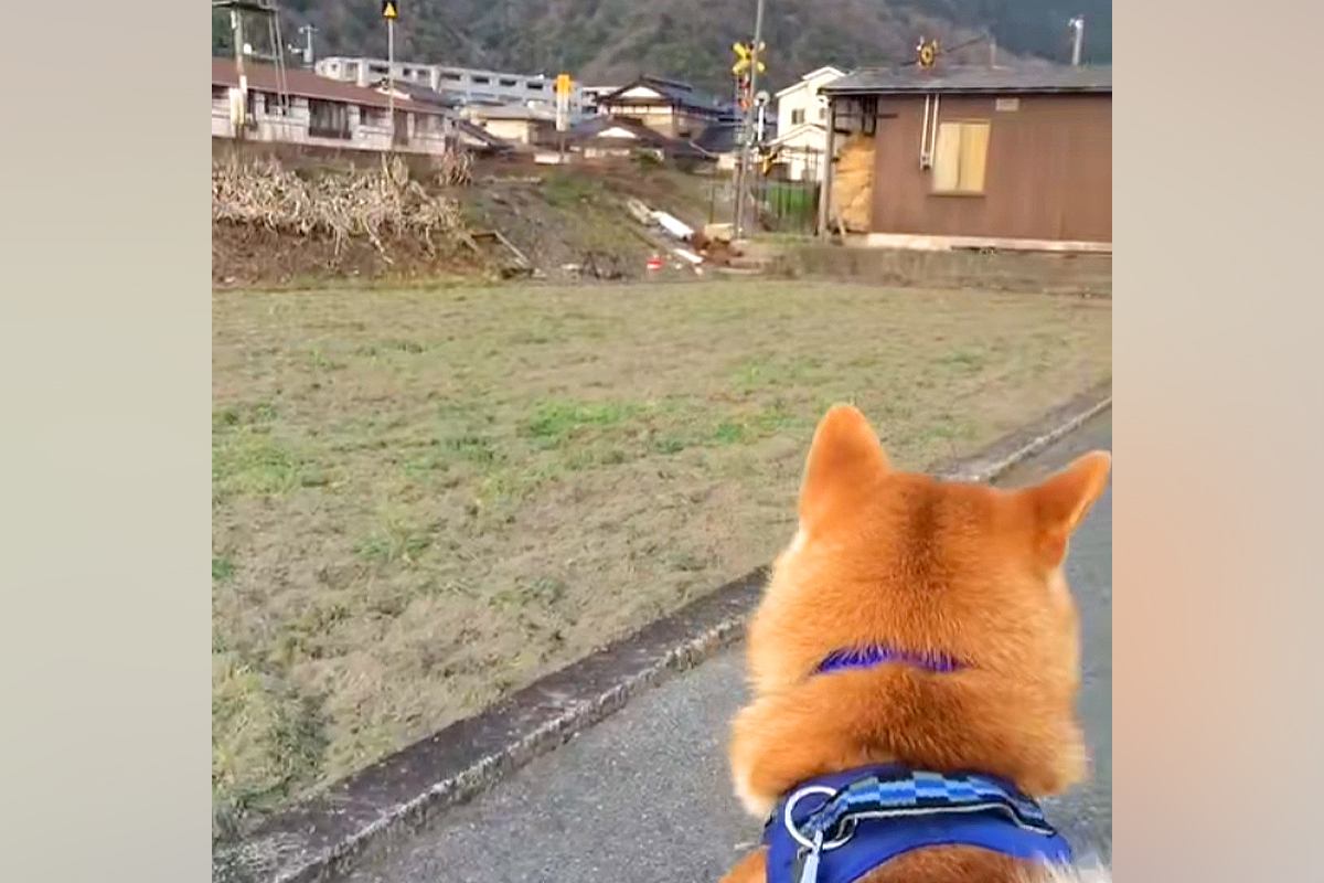 電車を見に来た犬→車両が近づいてきたら『別の場所』が気になってしまい…まさかの『天然っぷり』が18万再生「ウケるｗｗ」「もー可愛すぎ」