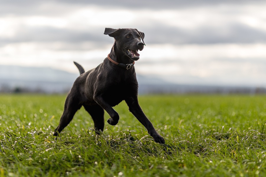 毛色が黒い犬あるある５選