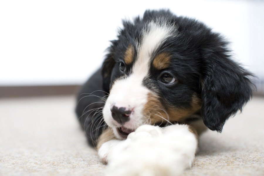 小型犬より大型犬の方が寿命が短い理由とは？どんなことに気を付けて過ごせばいい？