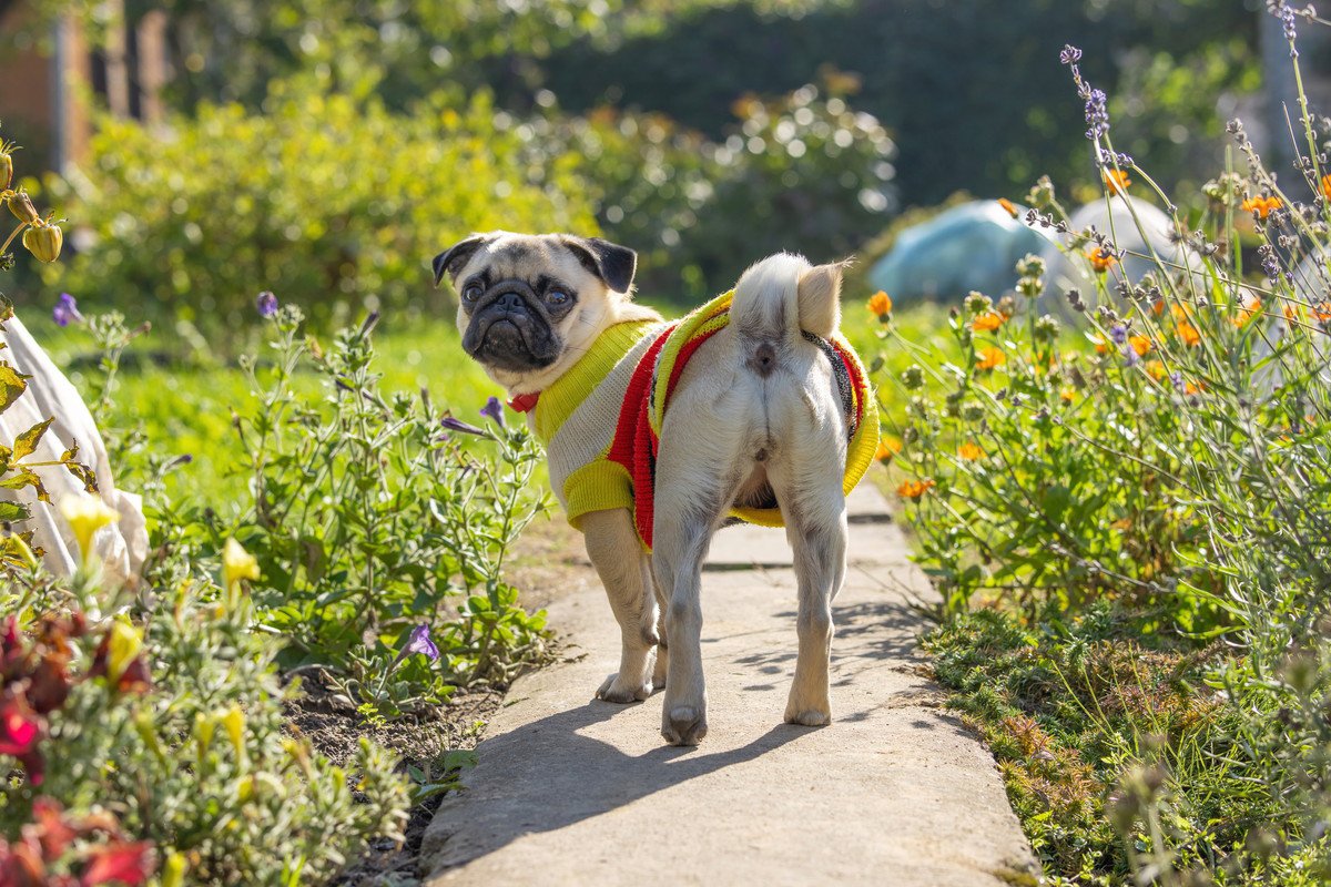 犬の肛門腺絞りをしないとどうなる？　危険な悪影響や必要性に「怖い」「今すぐチェックしてあげよう」