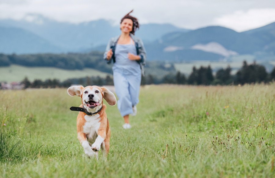 犬は散歩だけしていれば『運動』は必要ない？犬種別に必要な運動量とは？