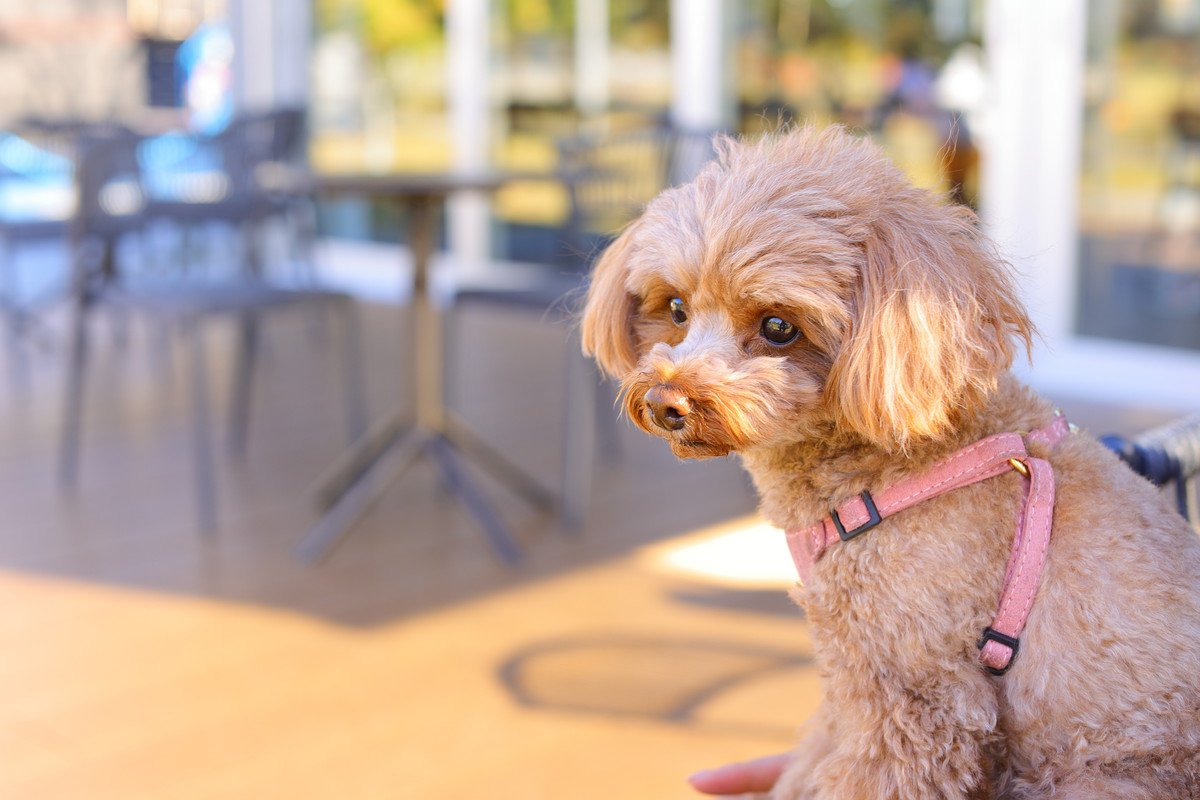 犬が成長すると他のワンコと遊ばなくなる4つの理由　どんな心理が考えられる？飼い主ができる配慮までご紹介