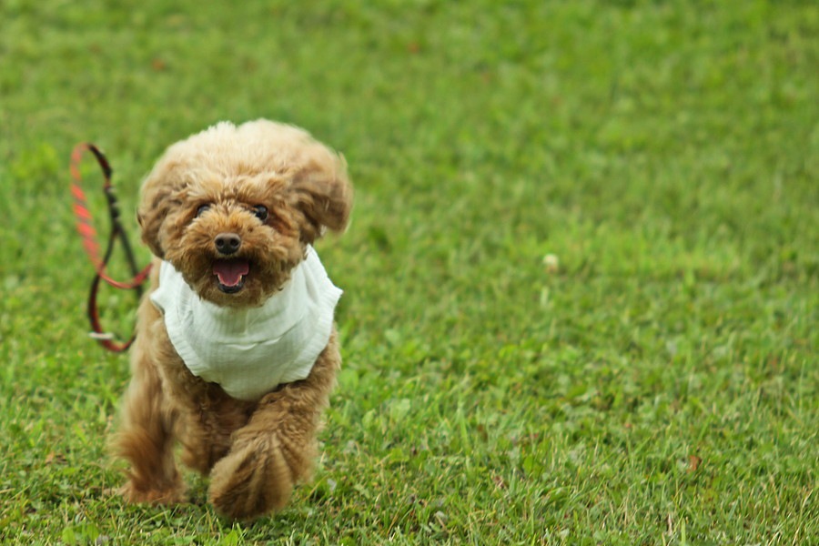 オリンピックで軍用犬が脱走！覚えておきたい「犬が脱走をしてしまう理由」