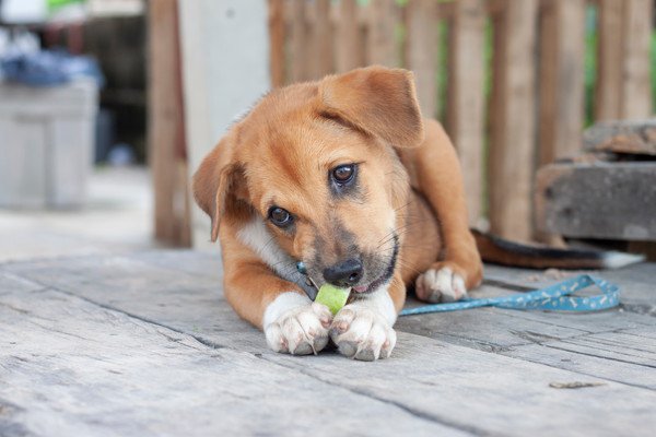 犬は拾い食いをするのはなぜ？その原因と直し方、しつけ方などを解説