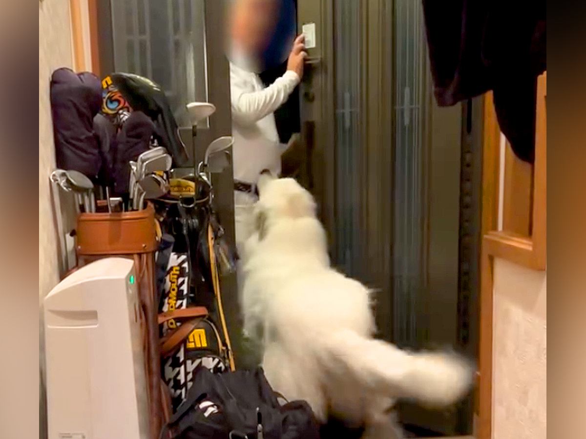 超大型犬に愛されすぎたおじいちゃん→家に帰ってきた途端…あまりにも重い『おかえりなさい』が78万再生「もはや襲撃ｗ」「羨ましい」と絶賛