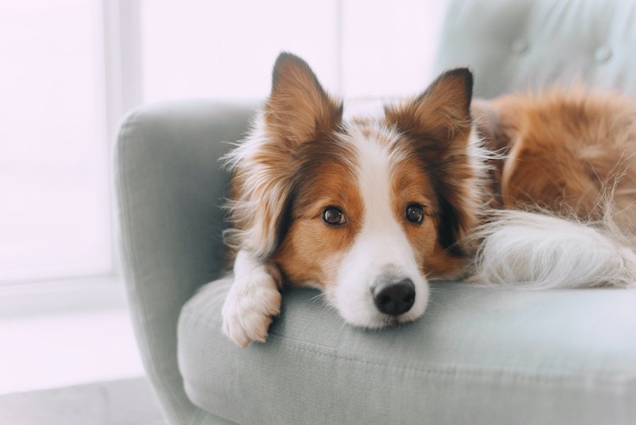 犬が耳をピーンと立てている時に考えていること４選