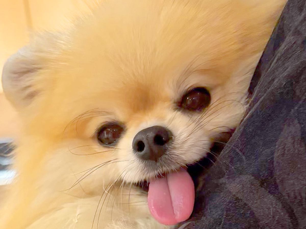 抱っこされている犬→おててを見てみると…あまりにもあざとい『まさかの行動』に６万いいね集まる「私もされたい」「めっちゃ可愛いｗ」と絶賛