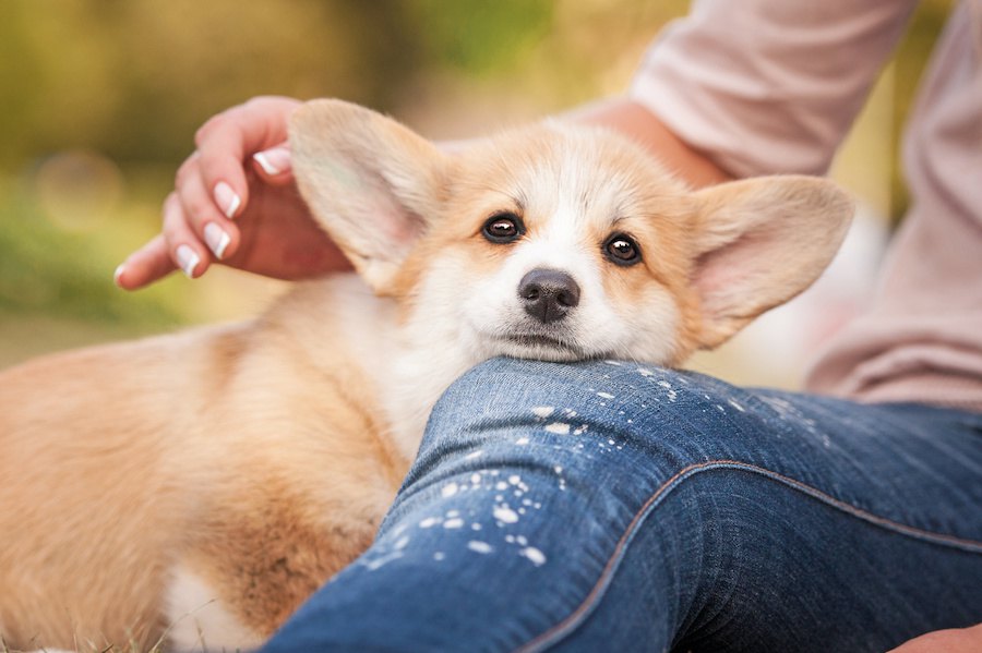 犬は飼い主を何で判断してる？犬がやってる「見分け方」