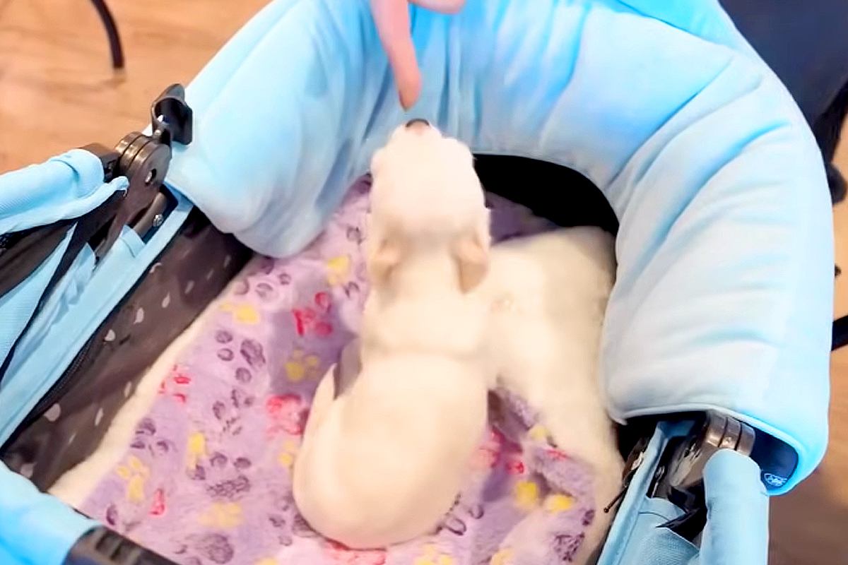 極小子犬と一緒にショッピング→初めて会う『店員さん』と出会って数秒で…『尊すぎる光景』が15万再生「心許すの早すぎｗ」「愛されキャラ」