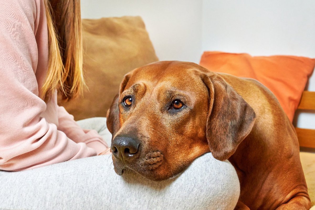 犬が『飼い主にあご乗せ』する心理5つ　甘えてるから？注意すべきことはある？