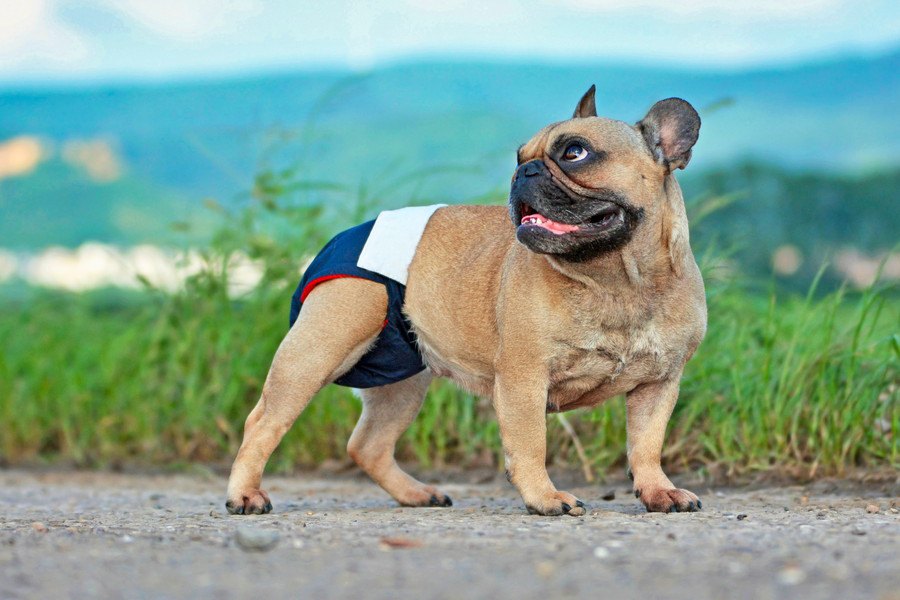 犬がヒート中（生理）のときに必ず注意すべきポイント３つ