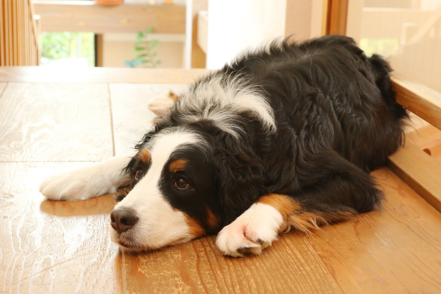 大型犬を飼うと苦労する７つのこと