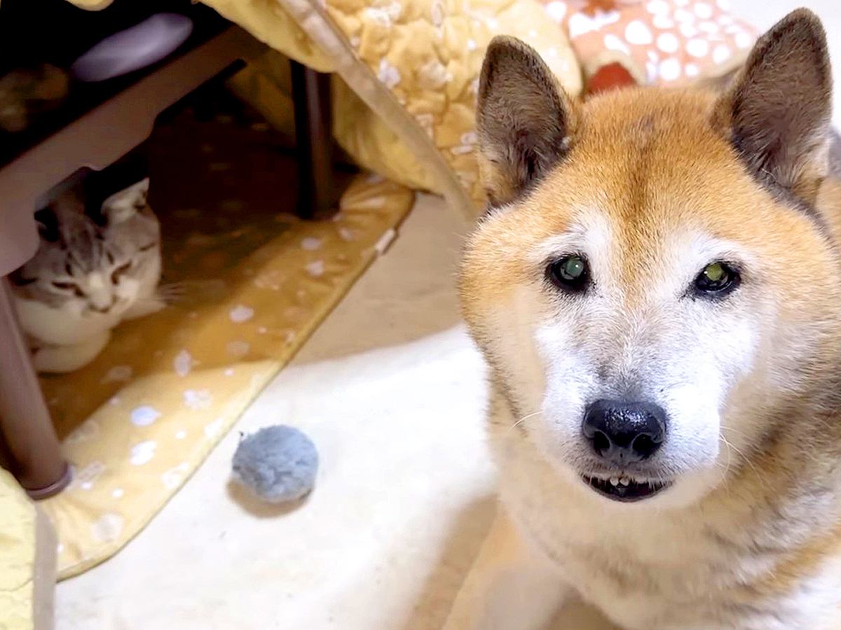 目が見えない猫に、犬が…まさかの『誰よりも気にかけている光景』が尊すぎると話題に「世界一優しいパパ」「ほっこりが止まらない」と悶絶